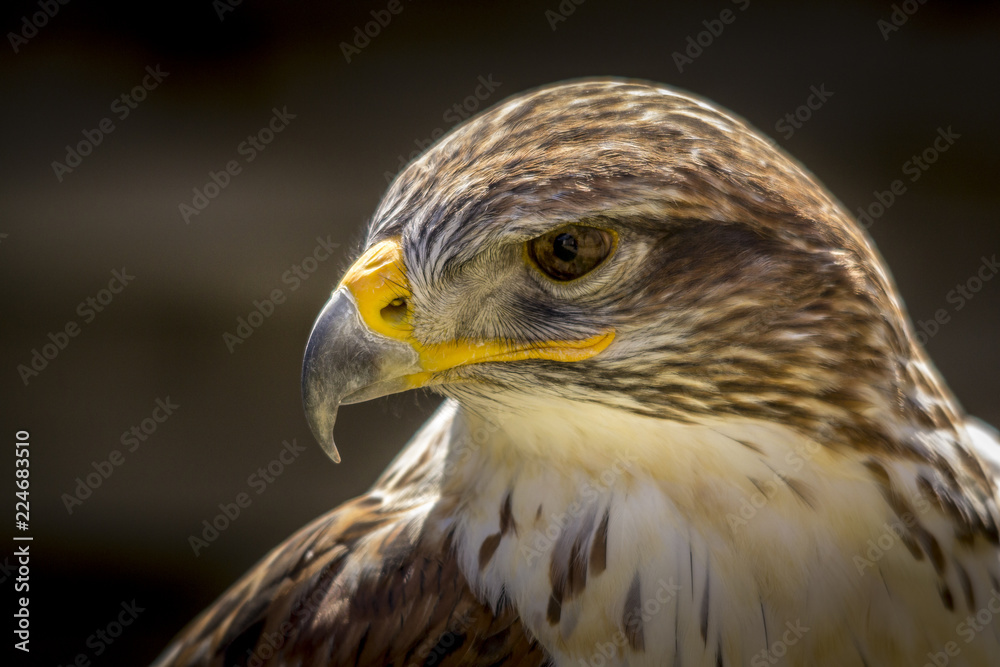 Portrait of a falcon in Feldberg Germany Portrait of a falcon in Feldberg Germany