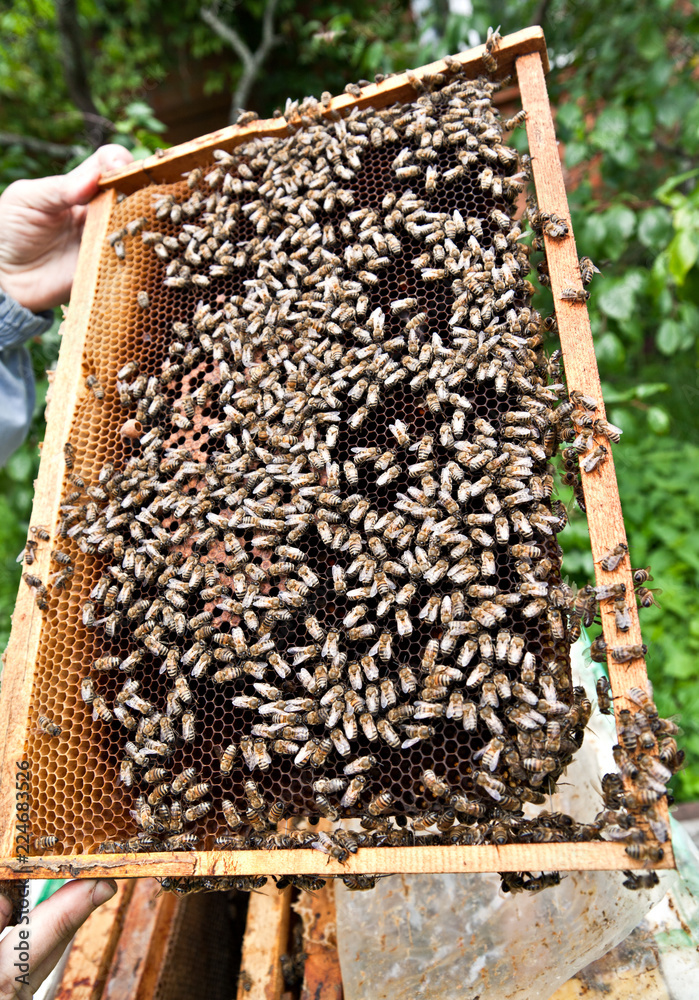 The beekeeper takes the frame with honeycomb from the hive