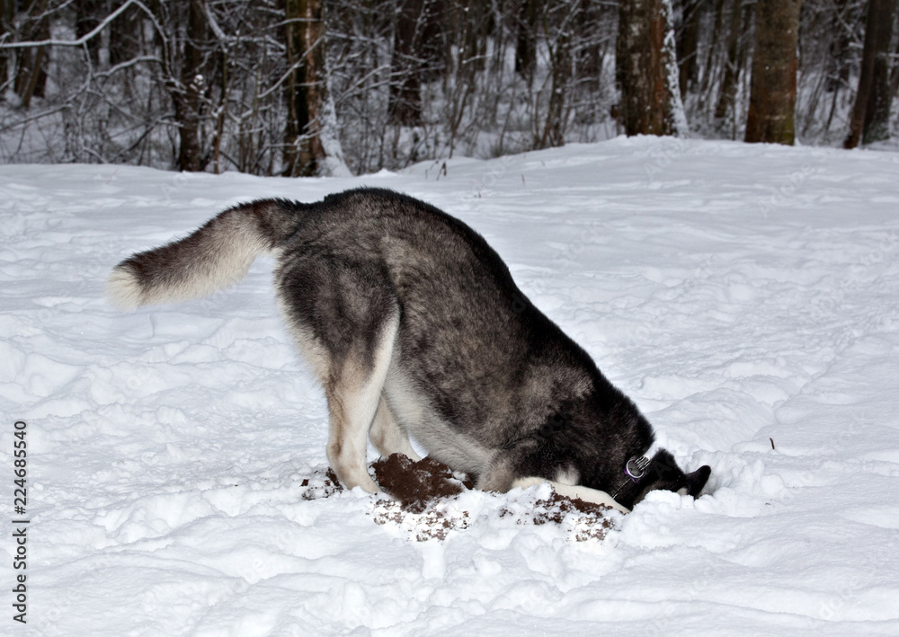 Dog breed Siberian Husky hunts for the mouse in the winter forest