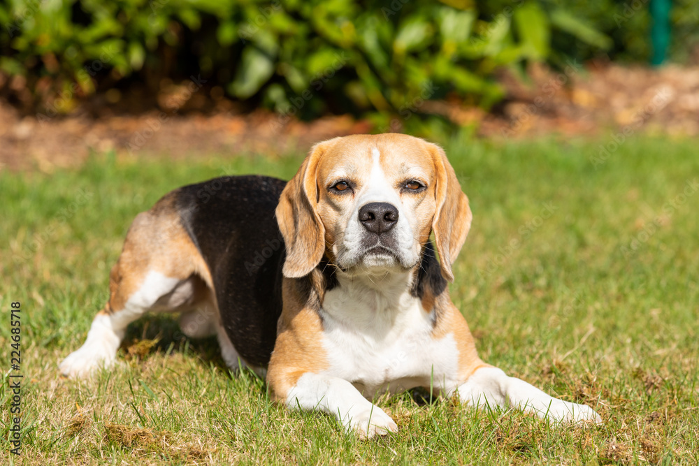 Beagle dog lying in the garden