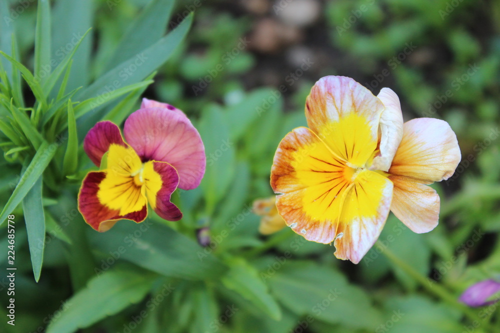 Fototapeta premium flowers in the garden