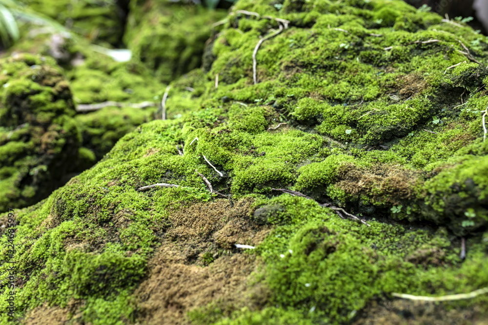 Moss-covered rocks in sunny days.
