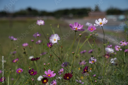 Cosmos in field