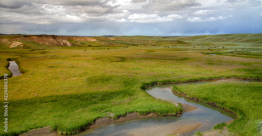 Panoramic view of a Valley in Yellowstone National Park, bison herd in background Panoramic view of a Valley in Yellowstone National Park, bison herd in background