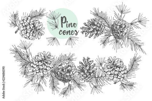 Set card template with pattern realistic botanical ink sketch of fir tree branches with pine cone on white background. Vector illustrations