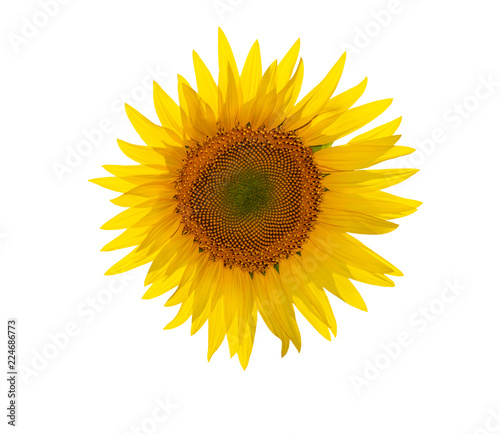Fototapeta Naklejka Na Ścianę i Meble -  Sunflower isolated on white background,with clipping path