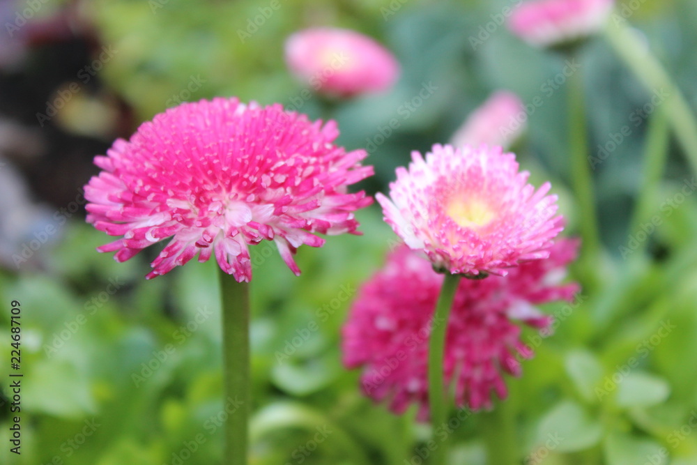 pink flowers in the garden pink flowers in the garden