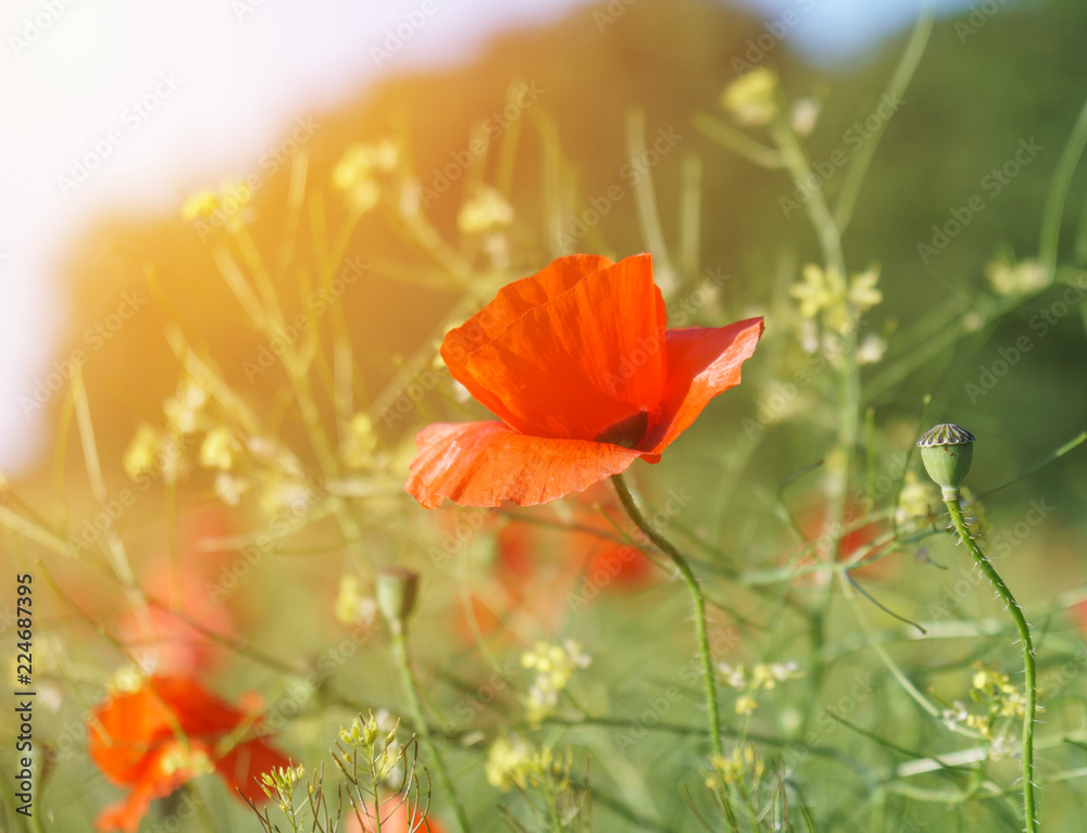 Fototapeta premium Field of bright red poppy flowers in summer