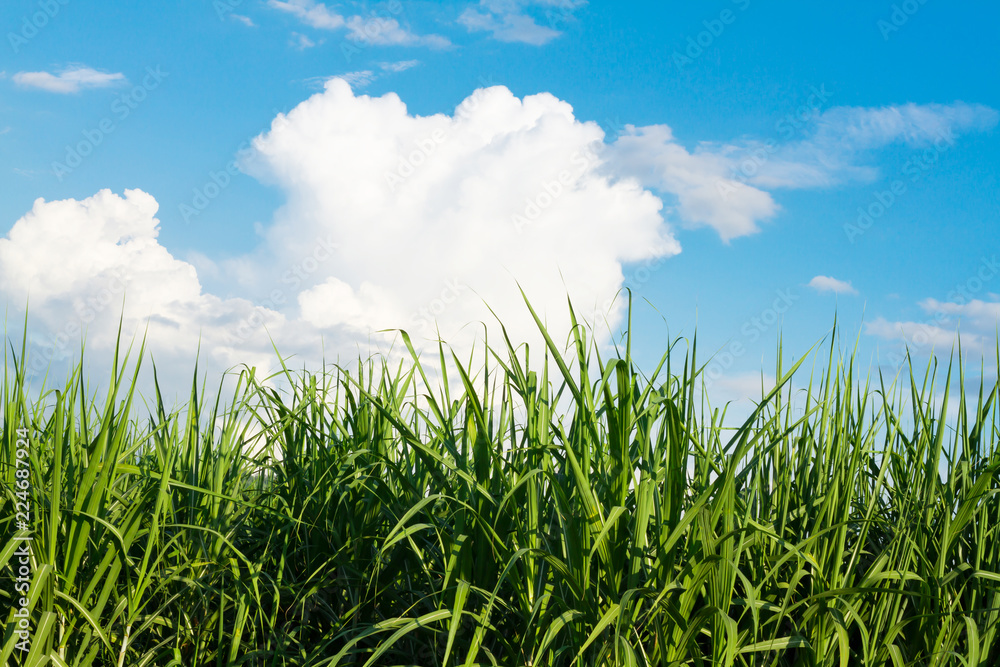 Sugarcane field in blue sky and white cloud in Thailand Sugarcane field in blue sky and white cloud in Thailand