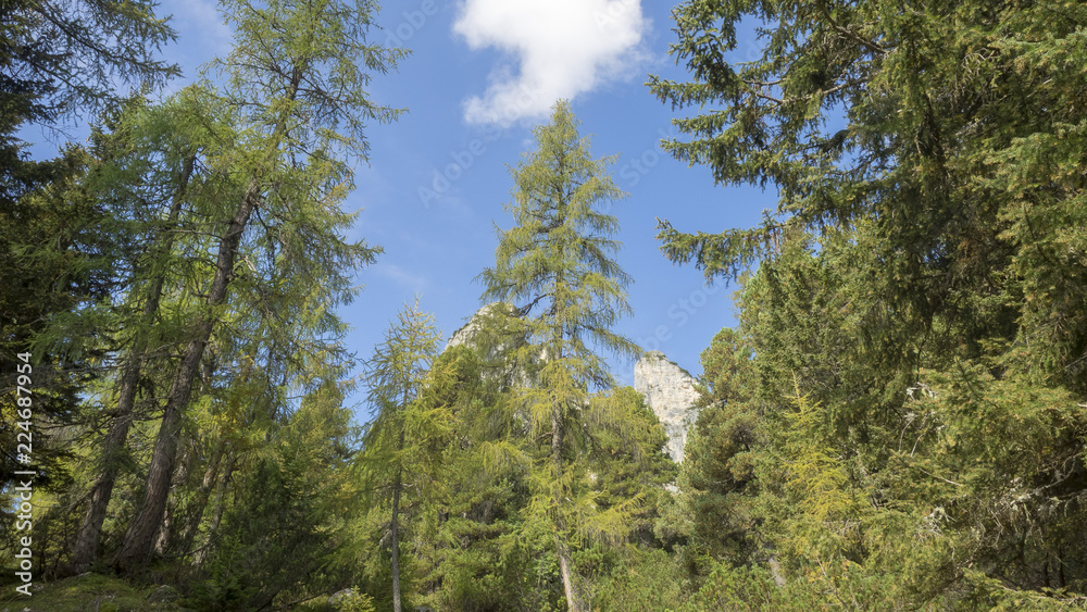 Mélèzes d'Europe (Larix decidua) des conifères sur les pentes raides et à-pic des falaises dans les Alpes Mélèzes d'Europe (Larix decidua) des conifères sur les pentes raides et à-pic des falaises dans les Alpes
