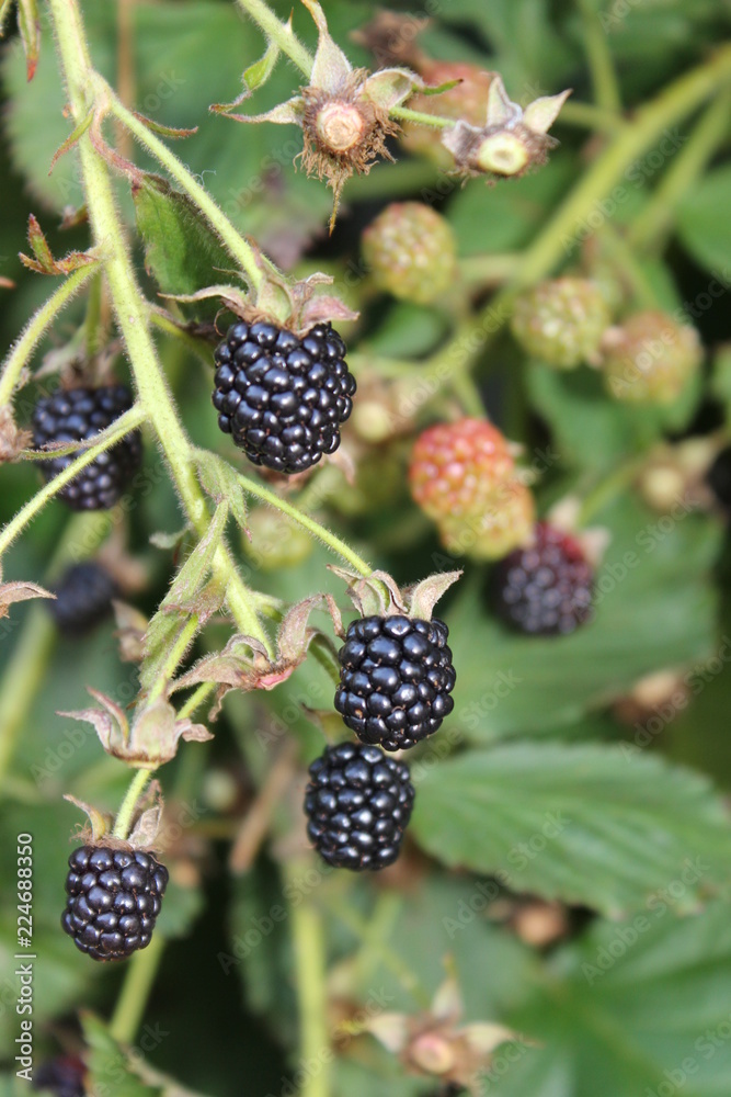 blackberries in garden blackberries in garden