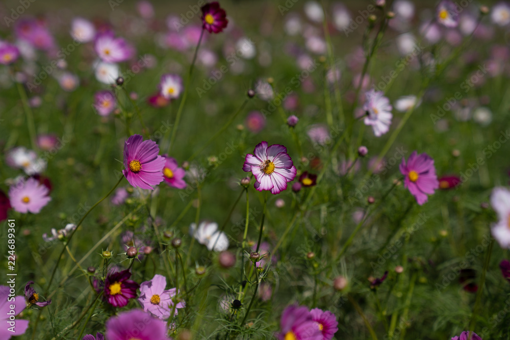 Fototapeta premium Cosmos in field