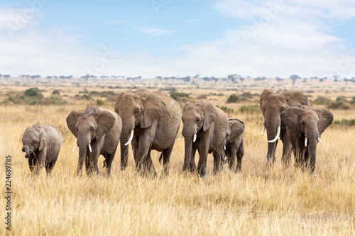 Elephant group in the Masai Mara