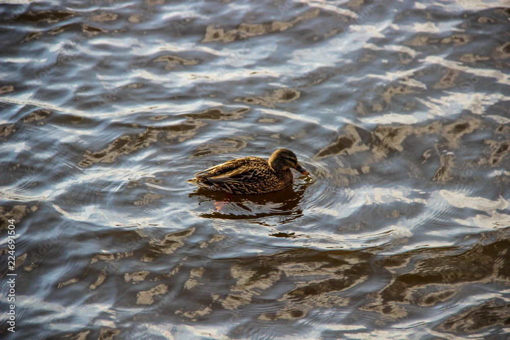 Duck in the cold