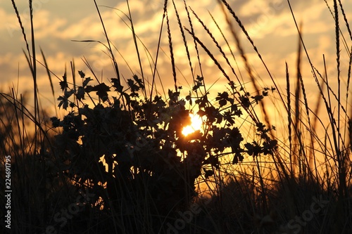 Sunset in the steppe