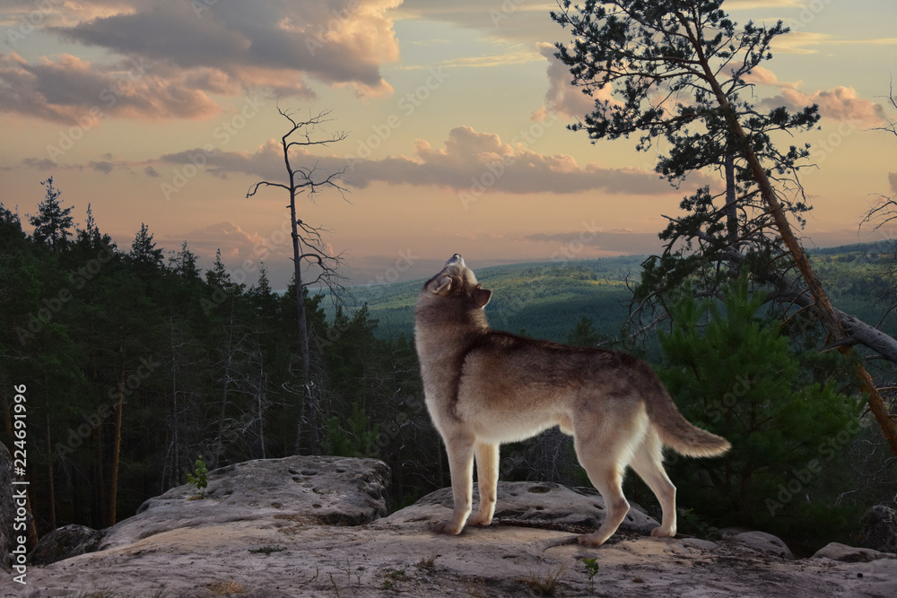 Obraz premium samotny wilk z góry śpiewa swoją piosenkę