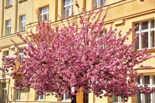 Japanese cherry Premyslovska street Prague
