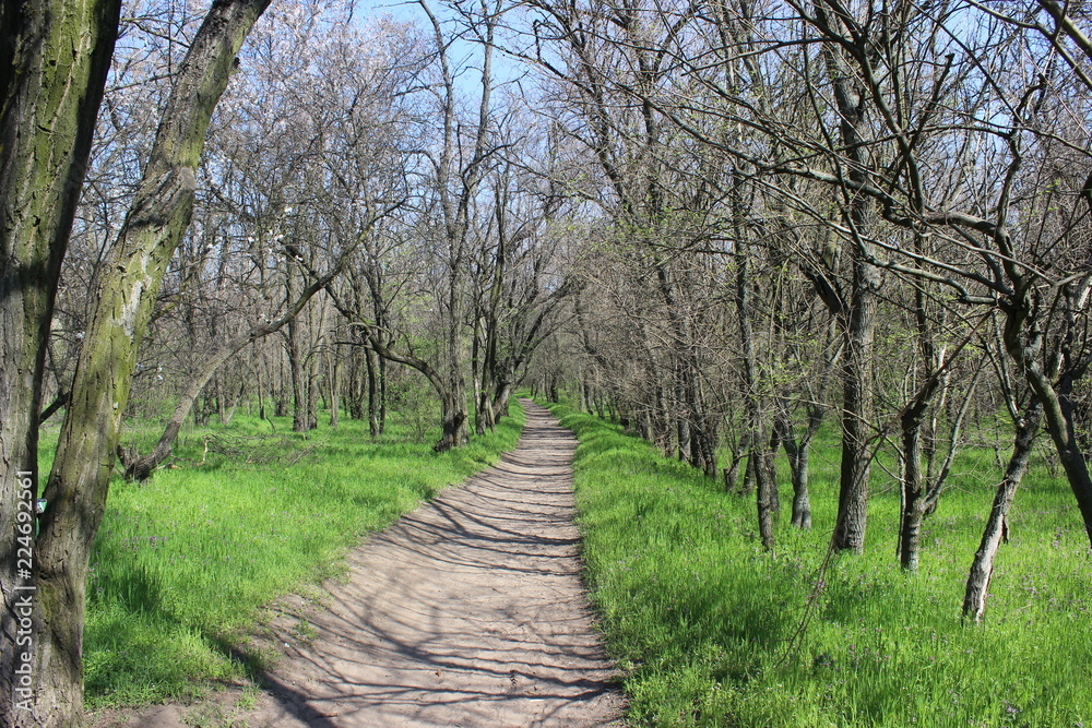Path in the spring forest Path in the spring forest