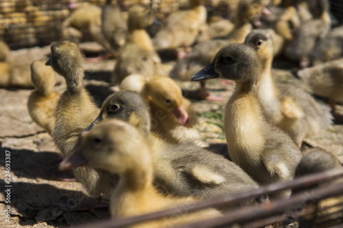 Yellow duck in a box from metal net for sale on a fair. Incubator ducklings for sale. Agriculture. Farming. © Volodymyr