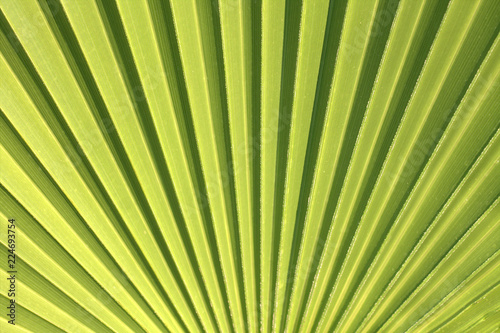Leaves of a palm tree in close-up