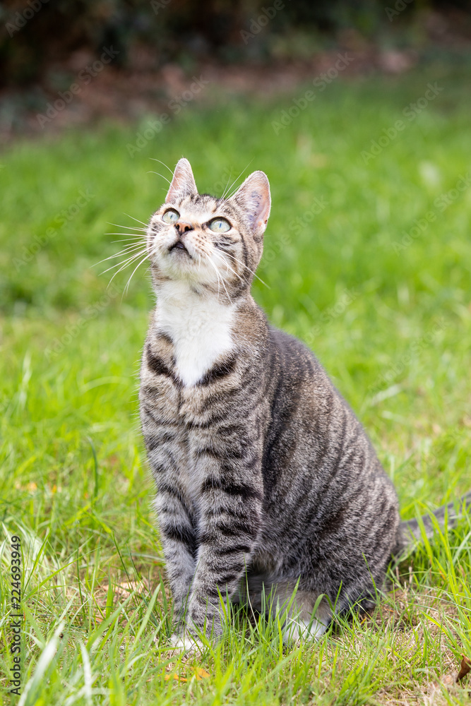 cute cat in the grass