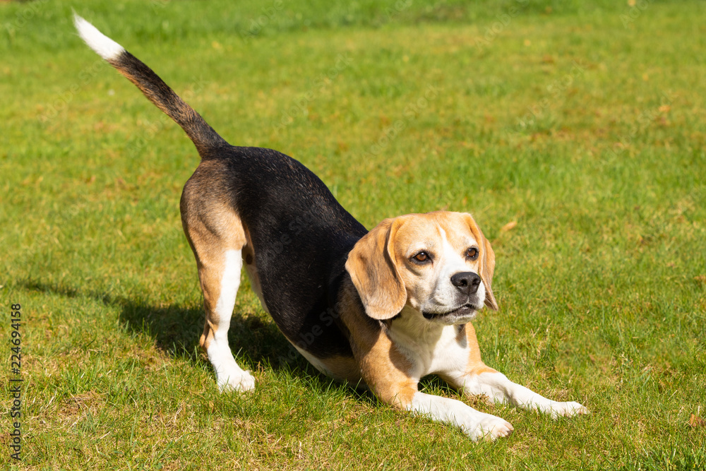 Beagle dog playing in the garden