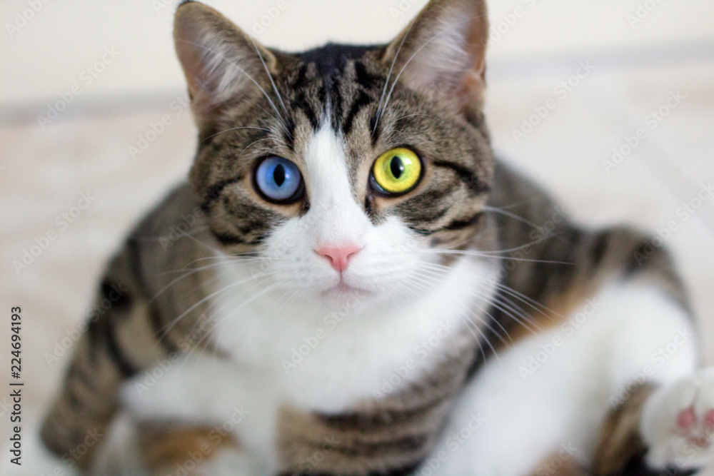 Cat with bright multicolored blue green eyes watches cautiously intently