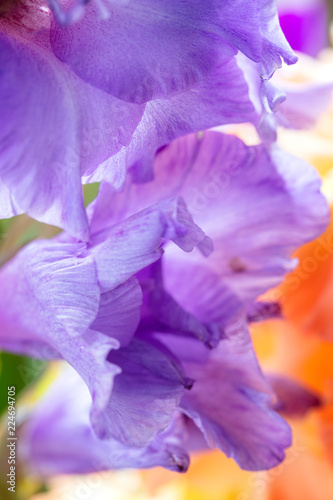 Background of mix Gladiolus flowers  macro  close up