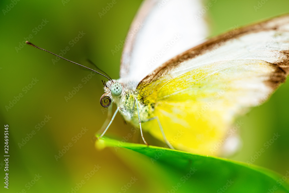 Yellow and brown butterfly on green leaf, close up Yellow and brown butterfly on green leaf, close up