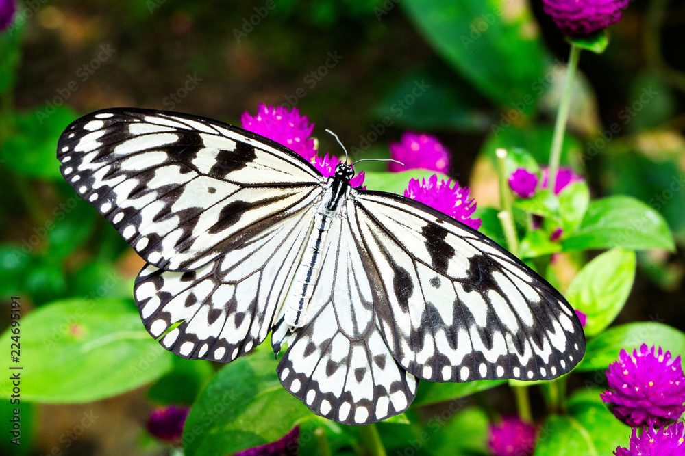Naklejka premium Rice Paper Butterfly on small purple flowers