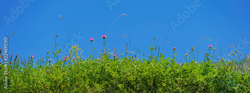 Dense thickets of wildflowers grew in summer under the blue sky.