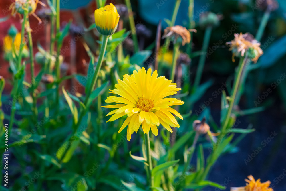 small yellow flower blooming in the back garden