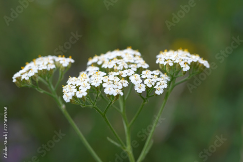 Yarrow flowers blossomed in the spring.