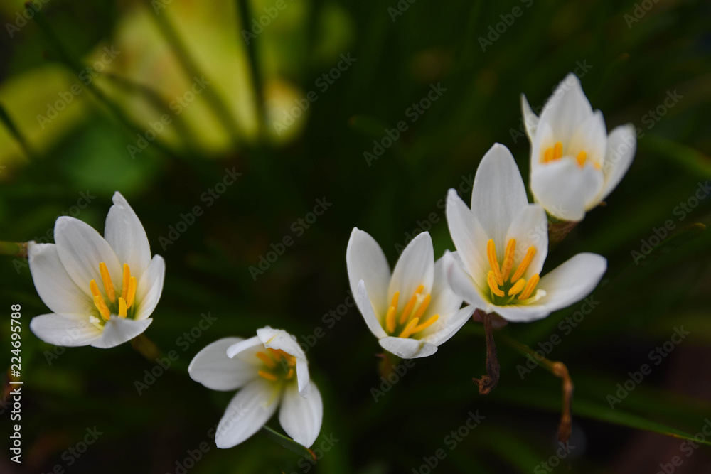 White flowers with rain drops White flowers with rain drops