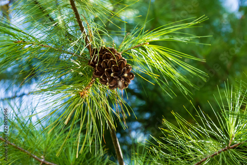 closeup of one  pinecone still hanging onto the pine tree
