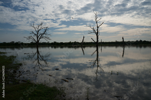 Udawalawe Reservoir with it's pictouresque sunken tree branches and dramatic clouds