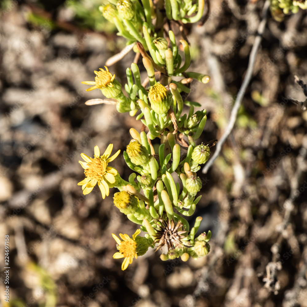 Fototapeta premium Marsaskala - yellow blooming beach plant