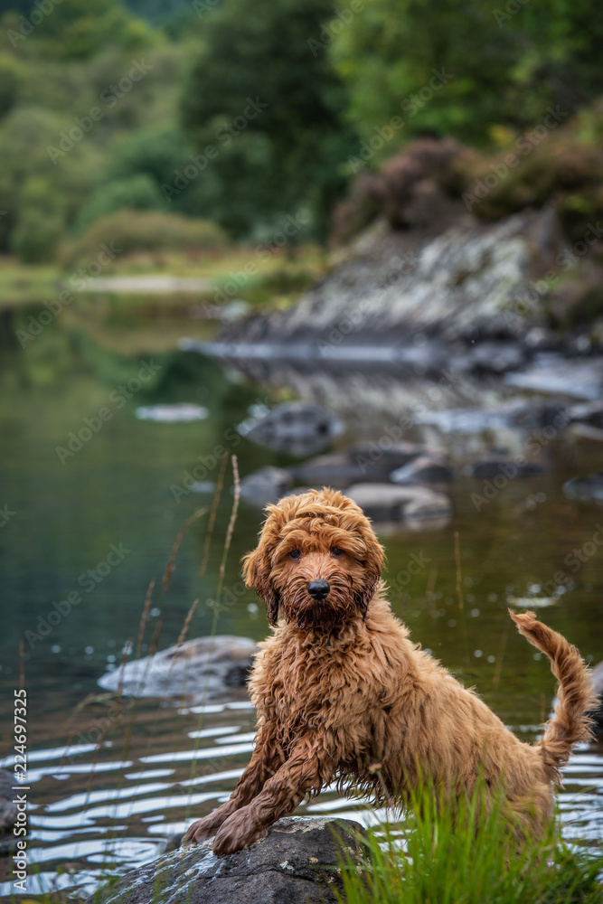Cockapoo puppy in Loch Ard