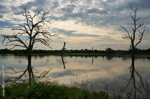 Sunken tree branches in the middle of the Water Reservoir in Udawalawe National Park