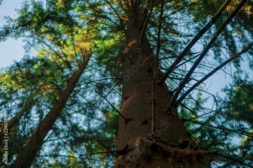 Untersicht eines Baumes am Feldberg © Hakan