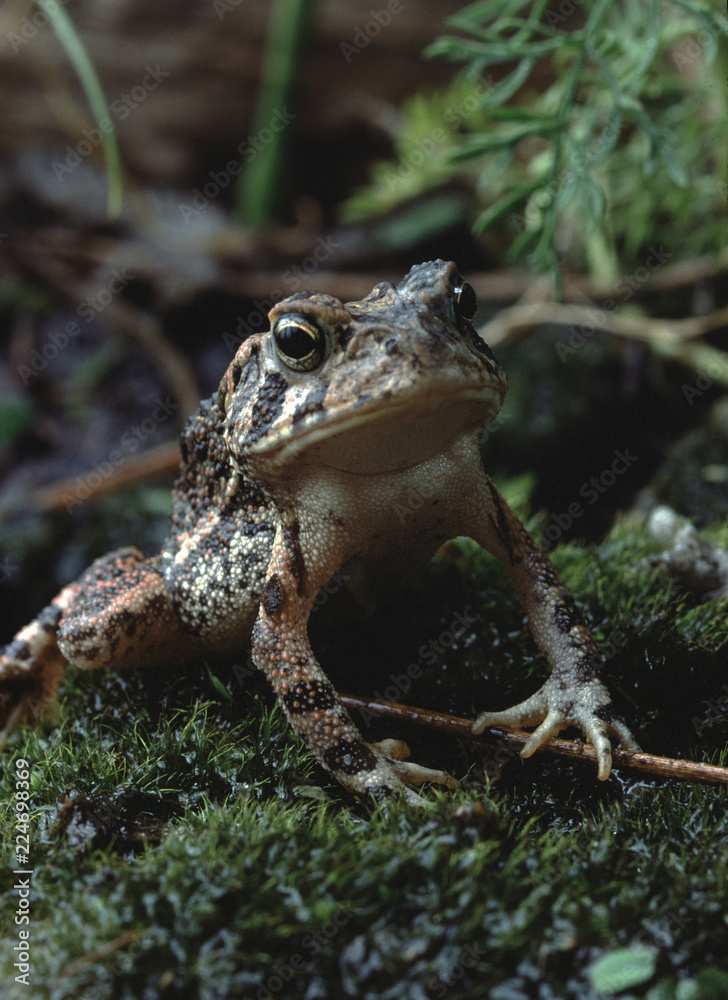 Obraz premium Southern Toad (Anaxyrus Terrestris)