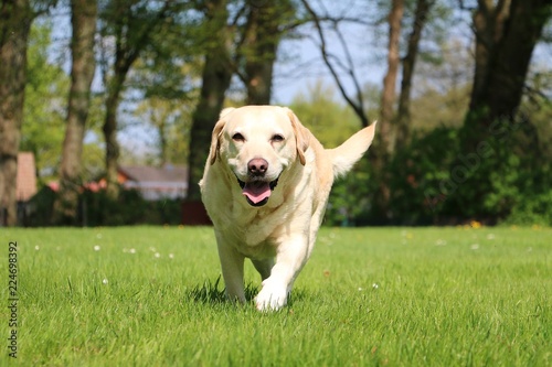 labrador is walking in the garden