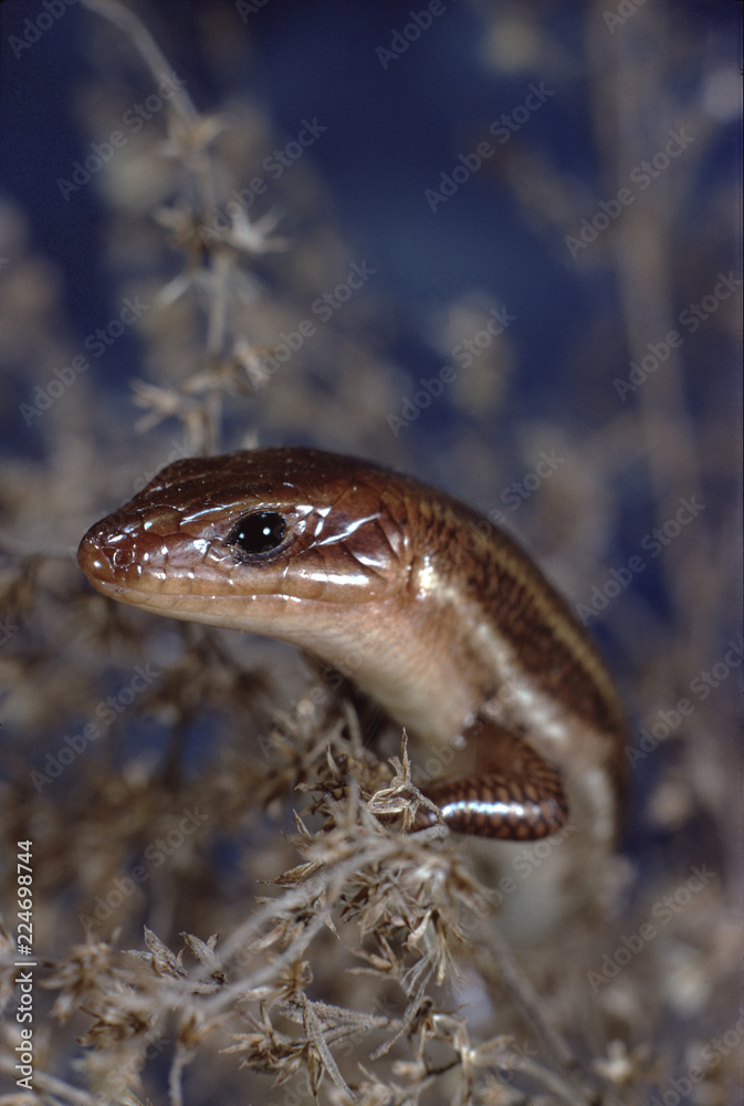 Fototapeta premium Southeastern Five-Lined Skink (Plestiodon Inexpectatus)
