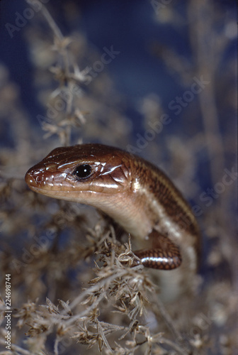 Southeastern Five-Lined Skink (Plestiodon Inexpectatus) photo