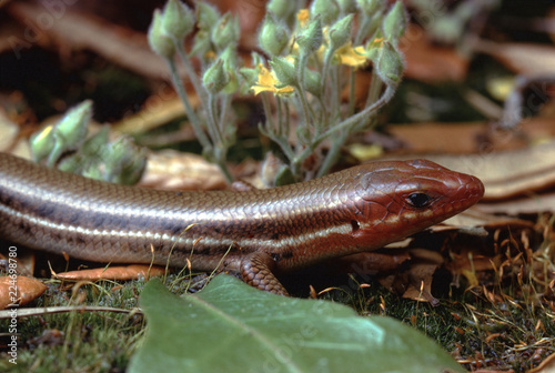 Southeastern Five-Lined Skink (Plestiodon Inexpectatus) photo
