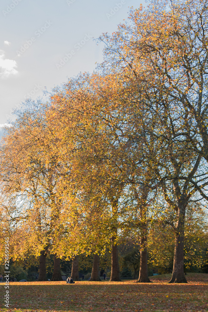 Autumn landscape, row of trees with golden colored leaves taken in Hyde Park, London.