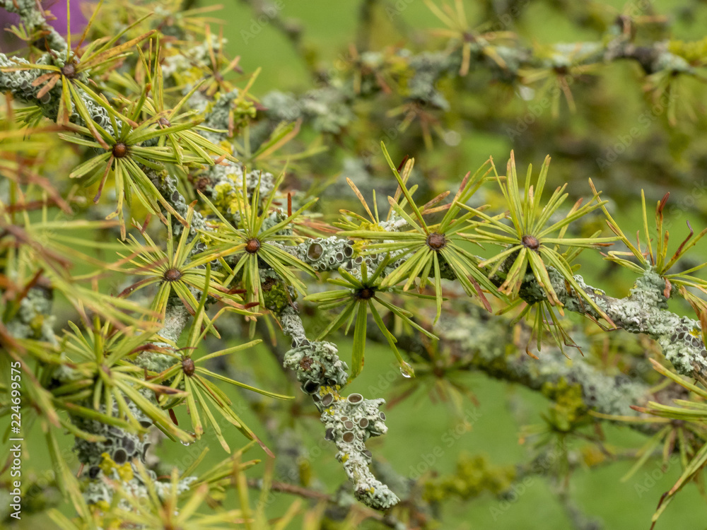Branches et rameaux du mélèze d'Europe (Larix decidua) couvert d'aiguilles touffues de couleur verte