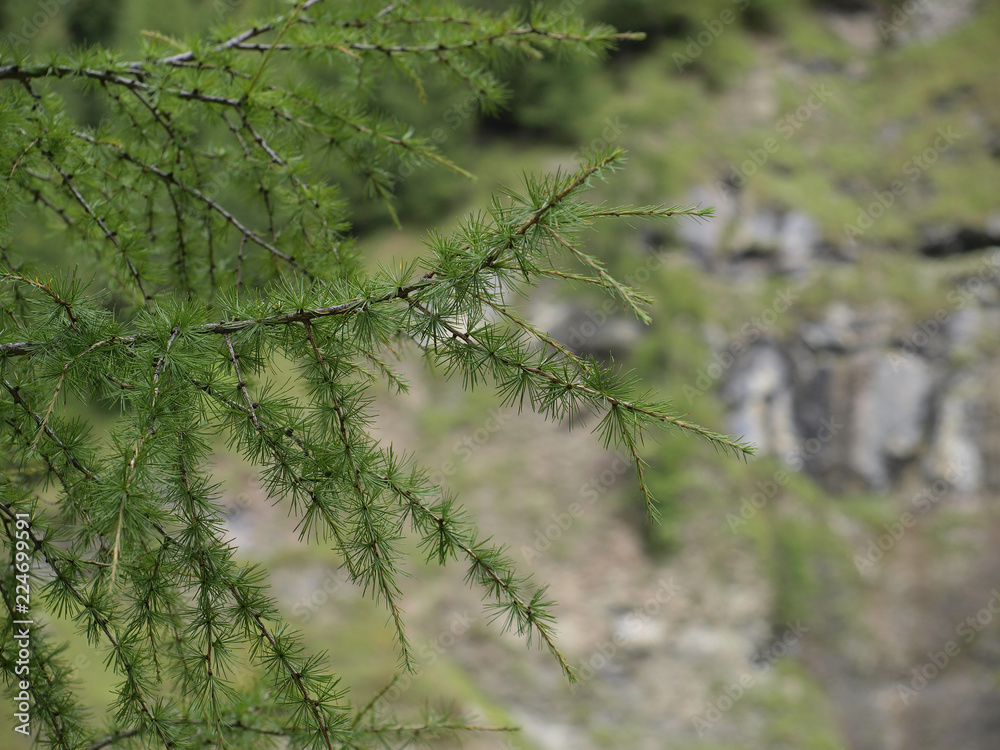 Branches et rameaux du mélèze d'Europe (Larix decidua) couvert d'aiguilles touffues de couleur verte Branches et rameaux du mélèze d'Europe (Larix decidua) couvert d'aiguilles touffues de couleur verte