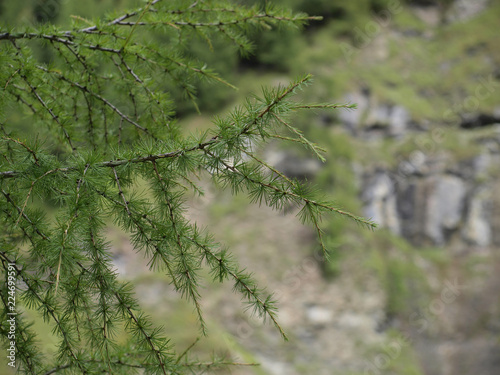 Branches et rameaux du mélèze d'Europe (Larix decidua) couvert d'aiguilles touffues de couleur verte photo