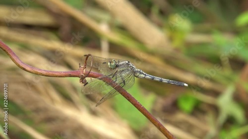 Macro male dragonfly Orthetrum albistylum with open wings sitting in summer on a brown branch near a wild lake in the foothills of the North Caucasus photo